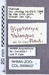 Etiketten zu Glyphonyx oblongus (Fleutiaux, 1940) (NHMW-ZOO-COL-0008437)